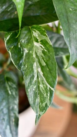 Epipremnum Pinnatum Variegated On Moss Pole | Variegated Pothos | Happy Houseplants -Verdant Haven Sales Store DSC 1917