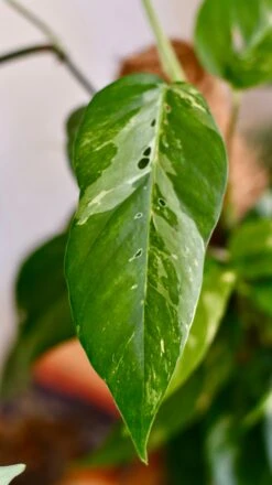 Epipremnum Pinnatum Variegated On Moss Pole | Variegated Pothos | Happy Houseplants -Verdant Haven Sales Store DSC 1918