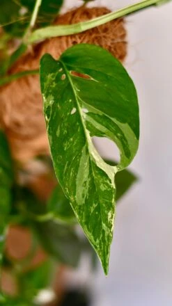 Epipremnum Pinnatum Variegated On Moss Pole | Variegated Pothos | Happy Houseplants -Verdant Haven Sales Store DSC 1919