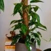Epipremnum Pinnatum Variegated On Moss Pole | Variegated Pothos | Happy Houseplants