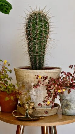 Pachycereus Pringlei, Cardon Cactus Or Mexican Giant Cardon -Verdant Haven Sales Store DSC 1932