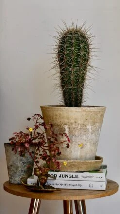 Pachycereus Pringlei, Cardon Cactus Or Mexican Giant Cardon -Verdant Haven Sales Store DSC 1937