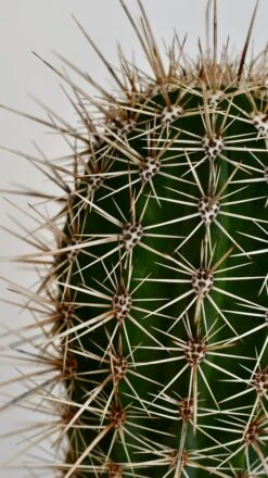 Pachycereus Pringlei, Cardon Cactus Or Mexican Giant Cardon -Verdant Haven Sales Store DSC 1939