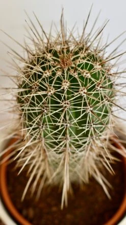 Pachycereus Pringlei, Cardon Cactus Or Mexican Giant Cardon -Verdant Haven Sales Store DSC 1941