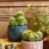 Notocactus Leninghausii "Golden Ball Cactus"