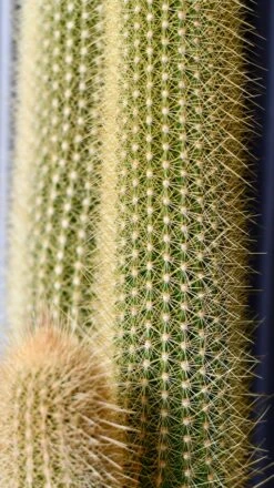 Red Foxtail Cactus, Espostoa (Vatricania) Guentheri, -Verdant Haven Sales Store DSC 1959
