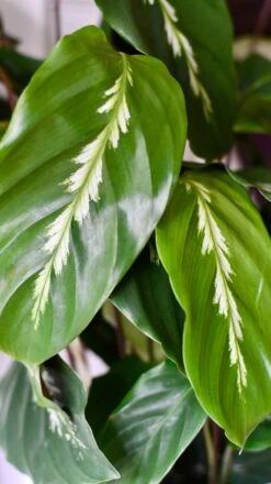 Calathea 'Maui Queen -Verdant Haven Sales Store DSC 1977