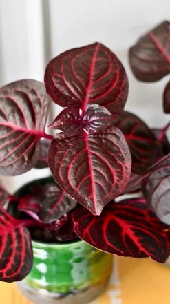 Blood Leaf Plant (Iresine Herbstii, Chicken-Gizzard, Beefsteak Plant) -Verdant Haven Sales Store DSC 2000