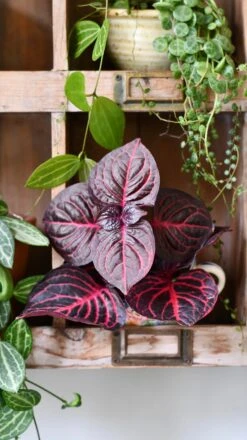 Blood Leaf Plant (Iresine Herbstii, Chicken-Gizzard, Beefsteak Plant) -Verdant Haven Sales Store DSC 2003