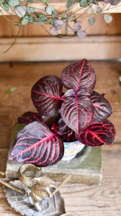 Blood Leaf Plant (Iresine Herbstii, Chicken-Gizzard, Beefsteak Plant) -Verdant Haven Sales Store DSC 2009