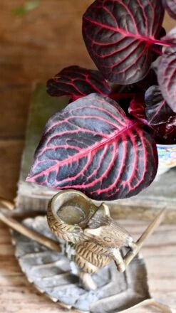 Blood Leaf Plant (Iresine Herbstii, Chicken-Gizzard, Beefsteak Plant) -Verdant Haven Sales Store DSC 2010