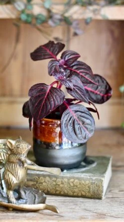 Blood Leaf Plant (Iresine Herbstii, Chicken-Gizzard, Beefsteak Plant) -Verdant Haven Sales Store DSC 2012