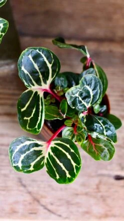 Iresine Herbstii Funnygold -Verdant Haven Sales Store DSC 2018