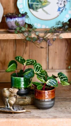 Iresine Herbstii Funnygold -Verdant Haven Sales Store DSC 2022