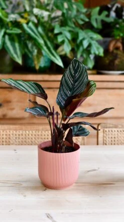 Calathea Sanderiana - Pinstripe - Prayer Plant -Verdant Haven Sales Store DSC 2045