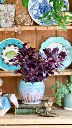 Alternanthera 'Dentata' Purple -Verdant Haven Sales Store DSC 2052