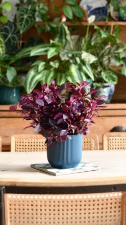 Alternanthera 'Dentata' Purple -Verdant Haven Sales Store DSC 2054