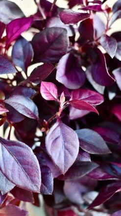 Alternanthera 'Dentata' Purple -Verdant Haven Sales Store DSC 2057