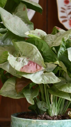 Syngonium Milk Confetti -Verdant Haven Sales Store DSC 2065