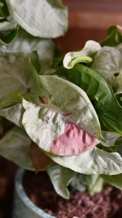 Syngonium Milk Confetti -Verdant Haven Sales Store DSC 2067