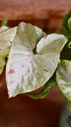 Syngonium Milk Confetti -Verdant Haven Sales Store DSC 2071