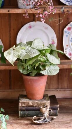 Syngonium Milk Confetti -Verdant Haven Sales Store DSC 2072
