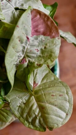 Syngonium Milk Confetti -Verdant Haven Sales Store DSC 2077