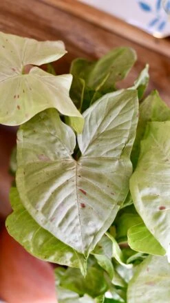 Syngonium Milk Confetti -Verdant Haven Sales Store DSC 2079