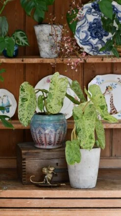 Philodendron Paraiso Verde Variegated (Paraiso Variegata) 12 Philodendron Paraiso Verde Variegated (Paraiso Variegata) -Verdant Haven Sales Store DSC 2080