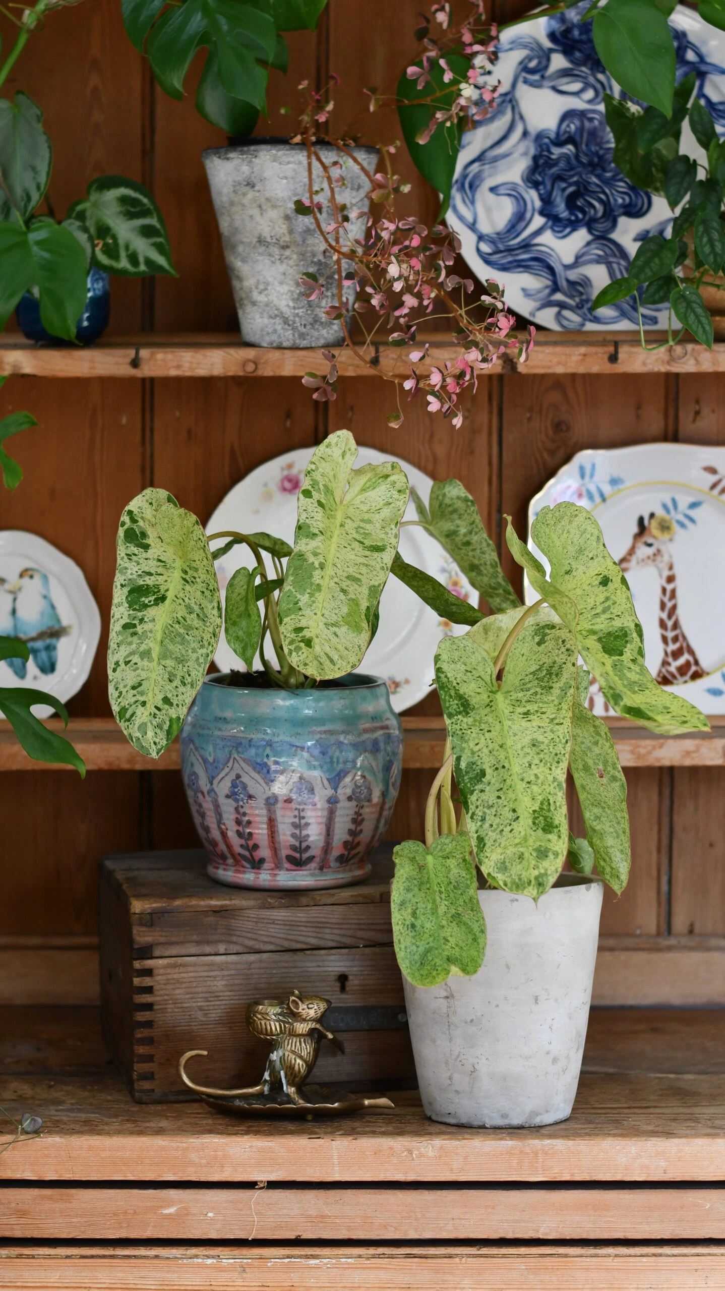 Philodendron Paraiso Verde Variegated (Paraiso Variegata) 6 Philodendron Paraiso Verde Variegated (Paraiso Variegata) - Image 6