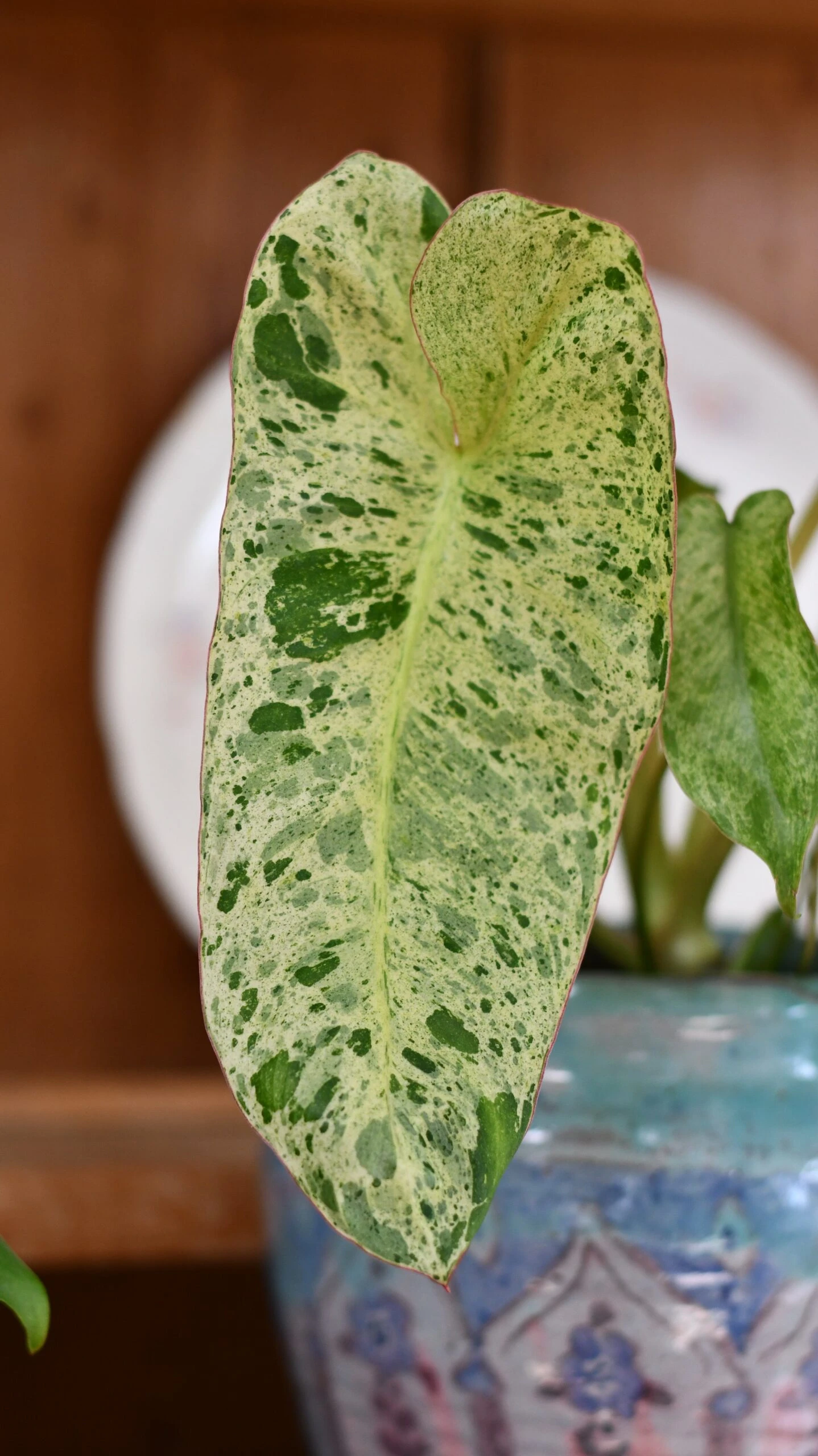 Philodendron Paraiso Verde Variegated (Paraiso Variegata) 3 Philodendron Paraiso Verde Variegated (Paraiso Variegata) - Image 3