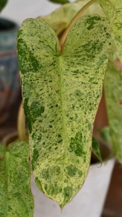 Philodendron Paraiso Verde Variegated (Paraiso Variegata) 10 Philodendron Paraiso Verde Variegated (Paraiso Variegata) -Verdant Haven Sales Store DSC 2084