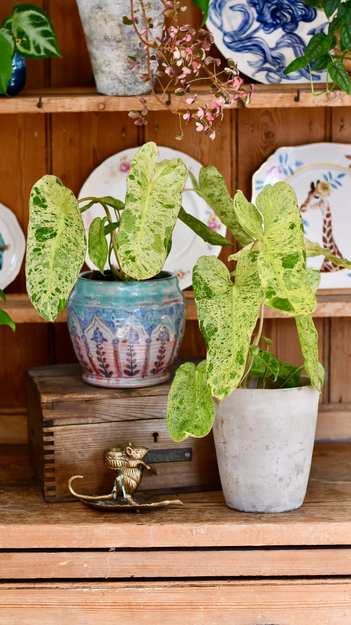 Philodendron Paraiso Verde Variegated (Paraiso Variegata) 1 Philodendron Paraiso Verde Variegated (Paraiso Variegata)