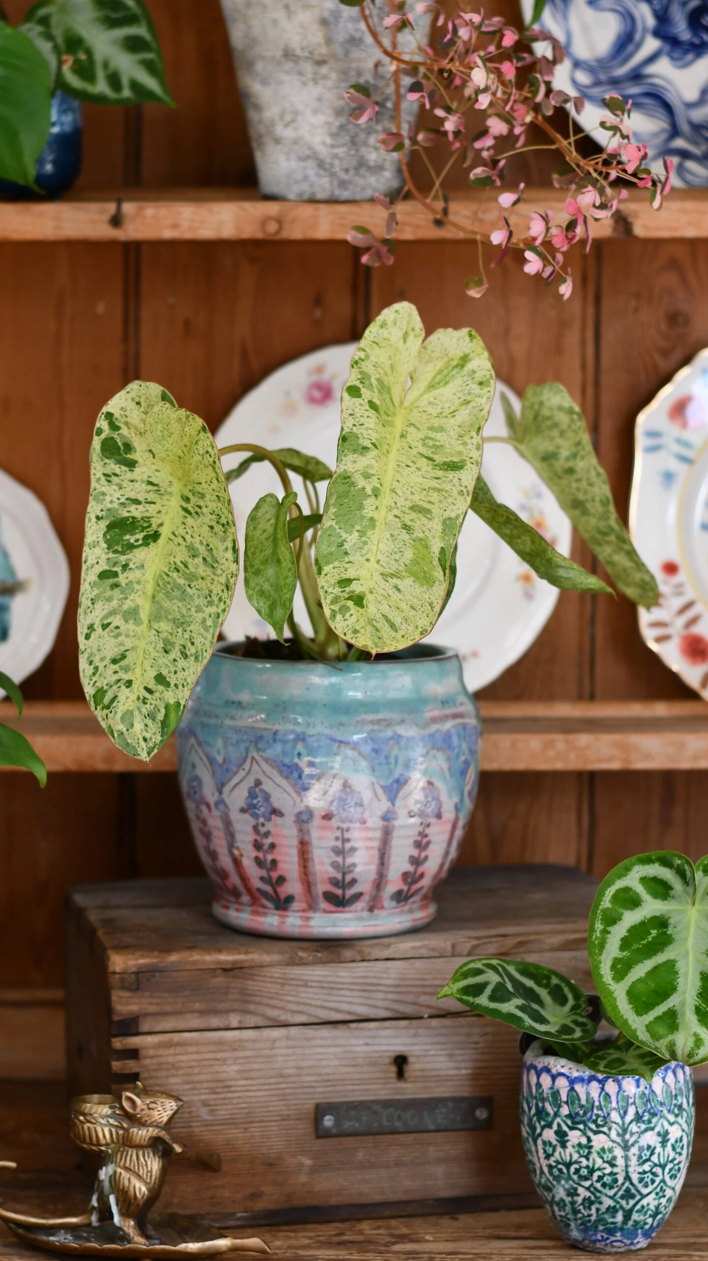 Philodendron Paraiso Verde Variegated (Paraiso Variegata) 2 Philodendron Paraiso Verde Variegated (Paraiso Variegata) - Image 2