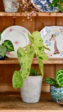 Philodendron Paraiso Verde Variegated (Paraiso Variegata) 11 Philodendron Paraiso Verde Variegated (Paraiso Variegata) -Verdant Haven Sales Store DSC 2089