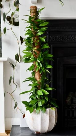 Hoya Callistophylla, Rare Wax Plant