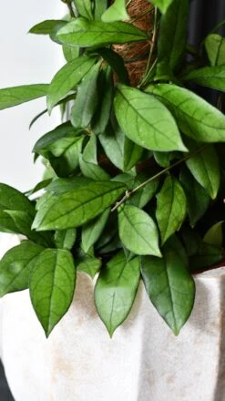 Hoya Callistophylla, Rare Wax Plant -Verdant Haven Sales Store DSC 2103