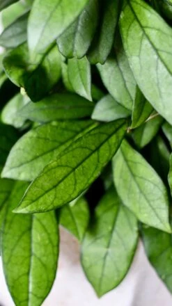 Hoya Callistophylla, Rare Wax Plant -Verdant Haven Sales Store DSC 2104