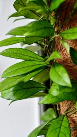 Hoya Callistophylla, Rare Wax Plant -Verdant Haven Sales Store DSC 2105