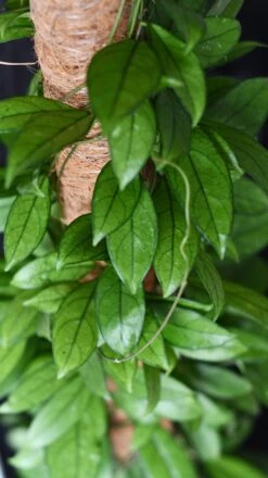 Hoya Callistophylla, Rare Wax Plant -Verdant Haven Sales Store DSC 2107