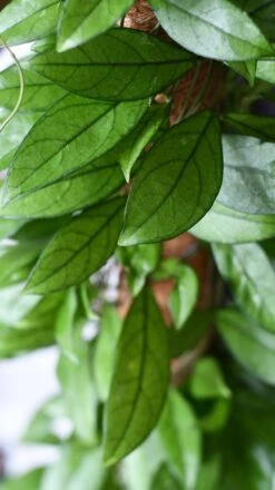 Hoya Callistophylla, Rare Wax Plant -Verdant Haven Sales Store DSC 2108