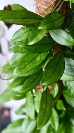 Hoya Callistophylla, Rare Wax Plant -Verdant Haven Sales Store DSC 2109
