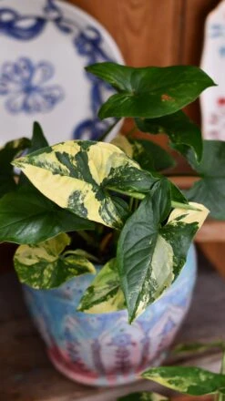 Syngonium Aurea Arrowhead Variegated Houseplant -Verdant Haven Sales Store DSC 2119