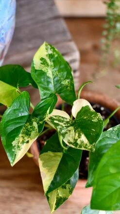Syngonium Aurea Arrowhead Variegated Houseplant -Verdant Haven Sales Store DSC 2121
