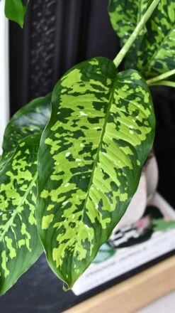 Dieffenbachia 'Cheetah' 9 Dieffenbachia 'Cheetah' -Verdant Haven Sales Store DSC 2126