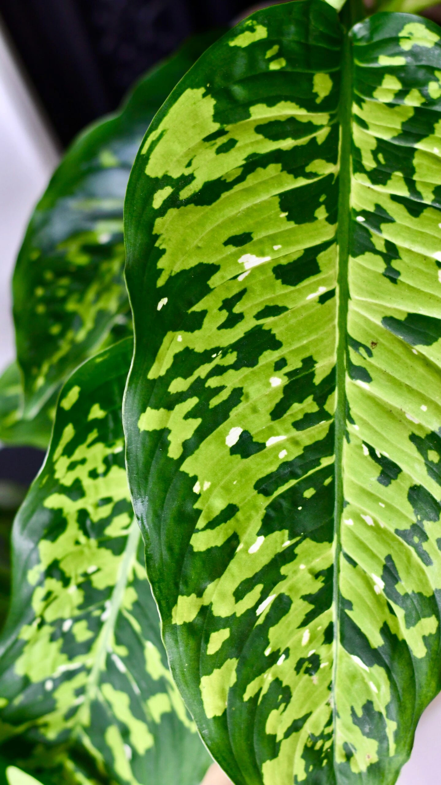 Dieffenbachia 'Cheetah' 2 Dieffenbachia 'Cheetah' - Image 2
