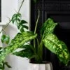 Dieffenbachia 'Cheetah'
