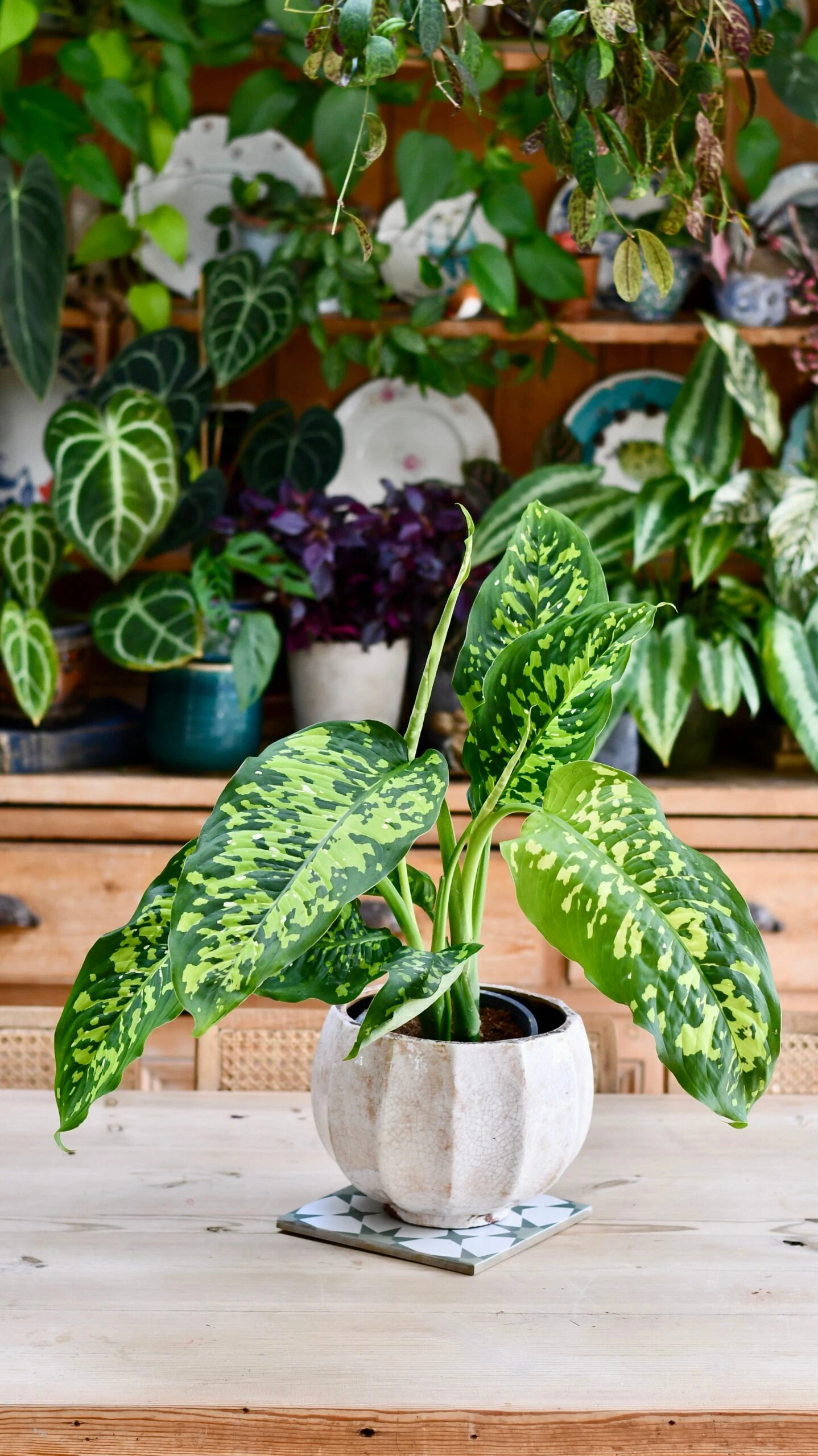 Dieffenbachia 'Cheetah' 3 Dieffenbachia 'Cheetah' - Image 3