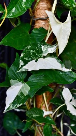 Variegated Albo Syngonium Podophyllum On Moss Pole -Verdant Haven Sales Store DSC 2141