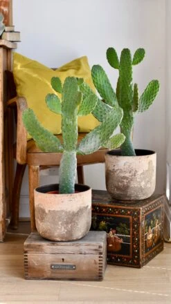 Tall Opuntia Rubescens Consolea - Road Kill Cactus -Verdant Haven Sales Store DSC 2192